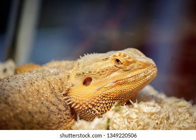 Image Lizard Head On Nature Background Stock Photo 1349220506 ...