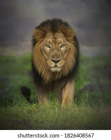 Image Of A Long-haired Lion With A Straight Face