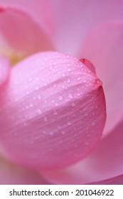 An Image of Lotus