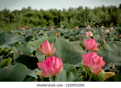Image of lotus bloom in delta of Volga river, Russia - Shutterstock ID 2102951035