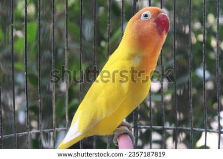 Image of a Lutino type lovebird with red eyes that are orange and yellow
