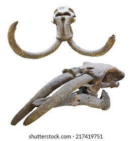The image of mammoth skull