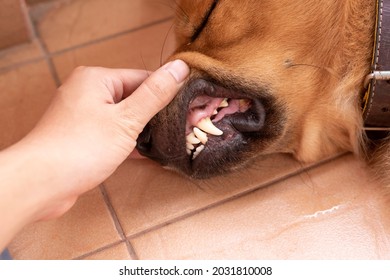 犬 虫歯 の写真素材 画像 写真 Shutterstock