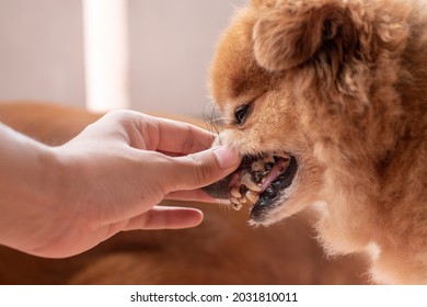 犬 虫歯 の写真素材 画像 写真 Shutterstock