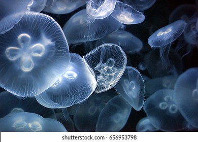 33,146 Sealife Images, Stock Photos & Vectors | Shutterstock