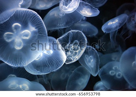 Image of many jellyfish at acuarium.