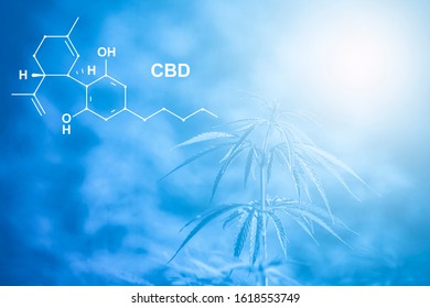 Image medicinal cannabis with extract oil of the formula CBD cannabinol, cannabidiol. Blue filter