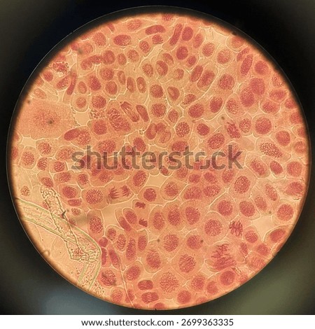 The image is a microscopic view of cells undergoing mitosis, which is the process of cell division. This specific image appears to show the different stages of mitosis in onion root tip cells.