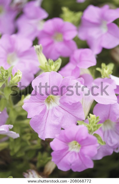 Image Million Bell Stock Photo 208068772 | Shutterstock