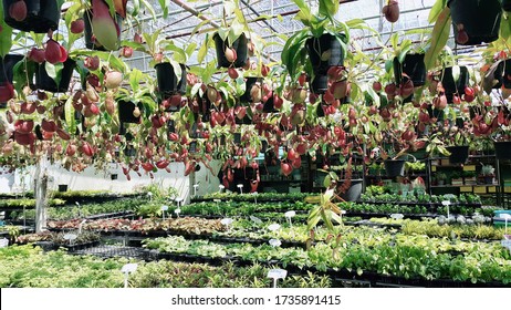 The Image Of Monkey Cups Or Tropical Pitcher Plants. They Are Best Grown In Pots Or Hanging Baskets Watering From Above And Only Keep The Compost Wet So Water Once Every Couple Of Days.