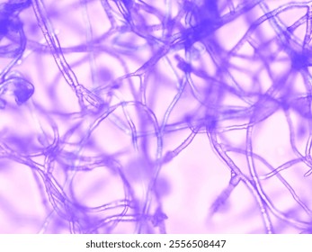 image of mould under a microscope 