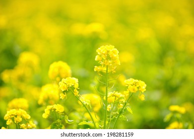 An Image Of Mustard Flower