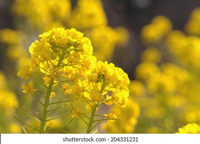 An Image of Mustard Flower