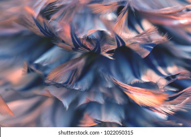 Image Nature Art Of Wings Bird,Soft Pastel Detail Of Design,chicken Feather Texture,white Fluffy Twirled On Transparent Background Wallpaper Abstract. Coral Pink Color Trends And  Vintage.