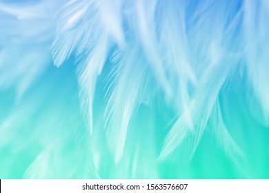 Image Nature Art Of Wings Bird,Soft Pastel Detail Of Design,chicken Feather Texture,white Fluffy Twirled On Transparent Background Wallpaper Abstract. Coral Pink Color Trends And  Vintage.