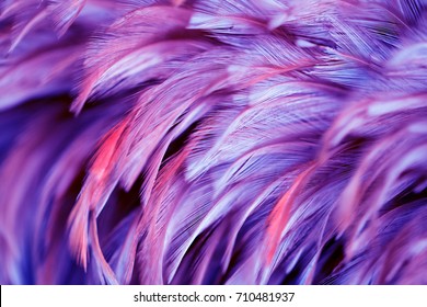 82,216 Soft feathers texture Images, Stock Photos & Vectors | Shutterstock