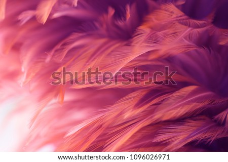 Image nature art of wings bird,Soft pastel detail of design,chicken feather texture,white fluffy twirled on transparent background wallpaper Abstract. Coral Pink color trends and  vintage.