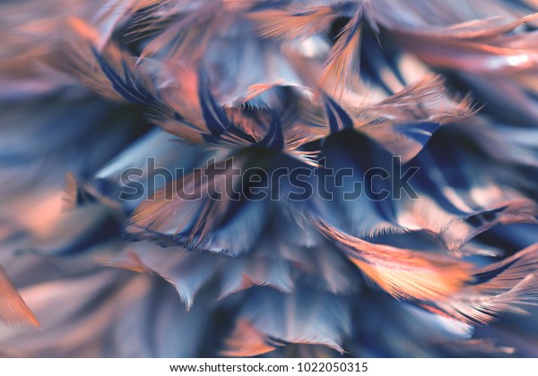 Image nature art of wings bird,Soft pastel\
detail of design,chicken feather texture,white fluffy twirled on\
transparent background wallpaper Abstract. Coral Pink color trends\
and  vintage.