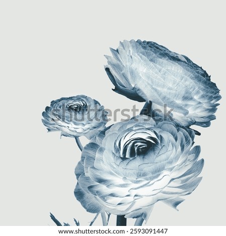 A image of Negative effect ranunculus flower