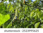 Image of Nephila clavata with spider webs on tree branches in the field