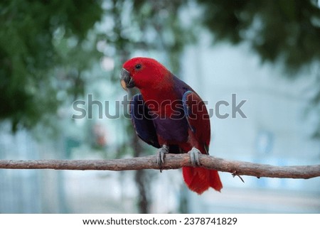 Image of New Guinea parrots raised as pets