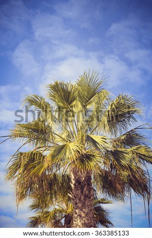 An image of nice palm trees in the blue sunny sky