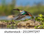 Image of a northern Shoveler duck 