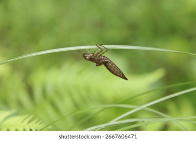 Image of a nymph's shell