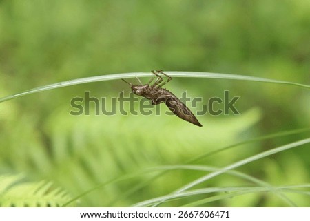 Image of a nymph's shell