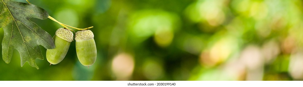 image of oak trees with acorns in the forest close-up - Shutterstock ID 2030199140