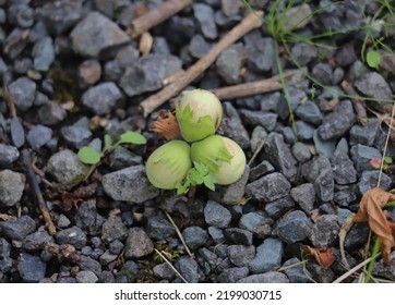 An image of oaknuts fallen to the ground from a tree above.