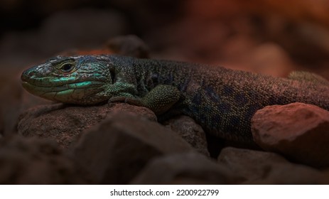 Image Of A Ocellated Lizard