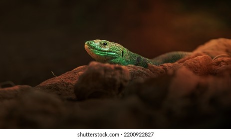 Image Of A Ocellated Lizard