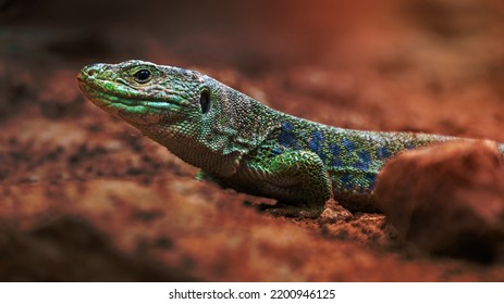 Image Of A Ocellated Lizard