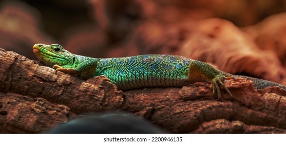 Image Of A Ocellated Lizard