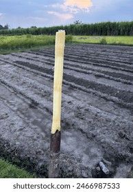 Image og sugarcane plan already ripoff the skin ready to ate.