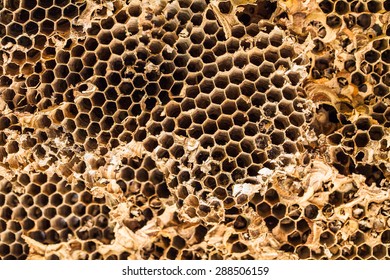 Image Old Honeycomb Closeup Suitable Background Stock Photo 288506159 ...