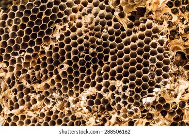 Image Old Honeycomb Closeup Suitable Background Stock Photo 288506162 ...