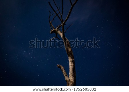 Similar – Image, Stock Photo Tree without leaves