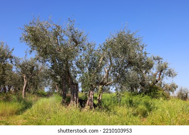 Image Of An Olive Orchard In Tuscany, Italy