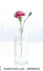 An image of One Carnation