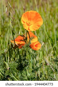 Image of an orange California Poppy
