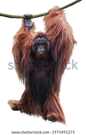 Image of orangutan hanging on a liana rope isolated over white background. This has clipping path.                                                   