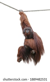 image orangutan hanging on a rope isolated over white background. This has clipping path.                     