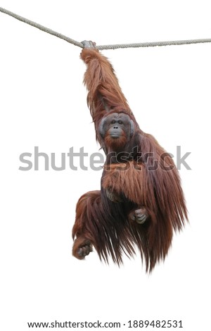 image orangutan hanging on a rope isolated over white background. This has clipping path.                     