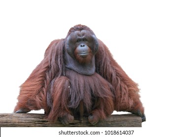 Image Orangutan Isolated Over White Background
