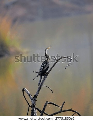 Image of an oriental Darter