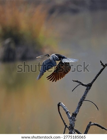 Image of an oriental Darter