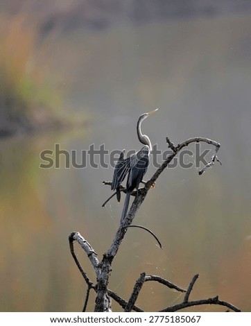 Image of an oriental Darter