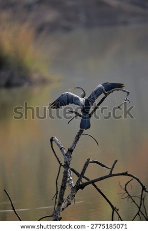 Image of an oriental Darter